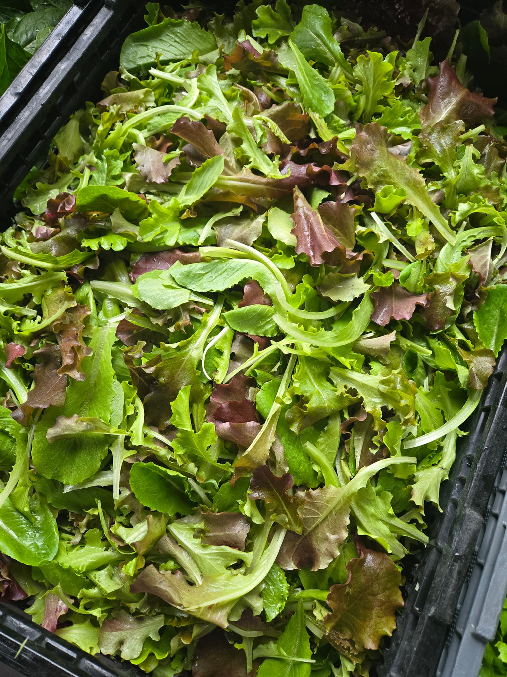 Lettuce Mix (5oz clamshell)