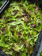 Lettuce Mix (5oz clamshell)