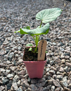 Marshmallow Garden Plant (small pot)