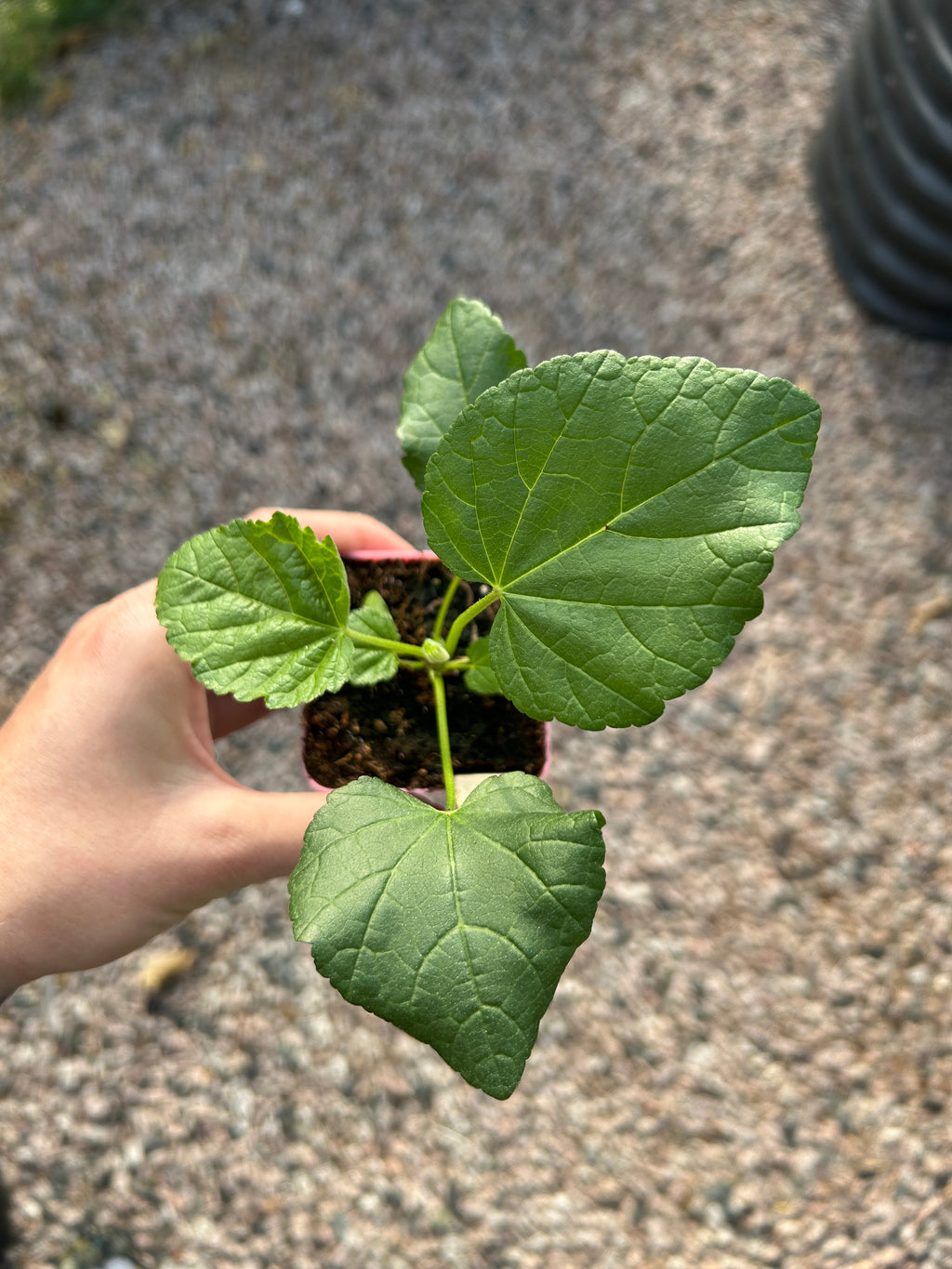 Marshmallow Garden Plant (small pot)