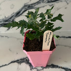 Micro Dwarf Tomato Garden Start Plant (large pot)
