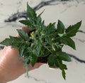 Micro Dwarf Tomato Garden Start Plant (large pot)