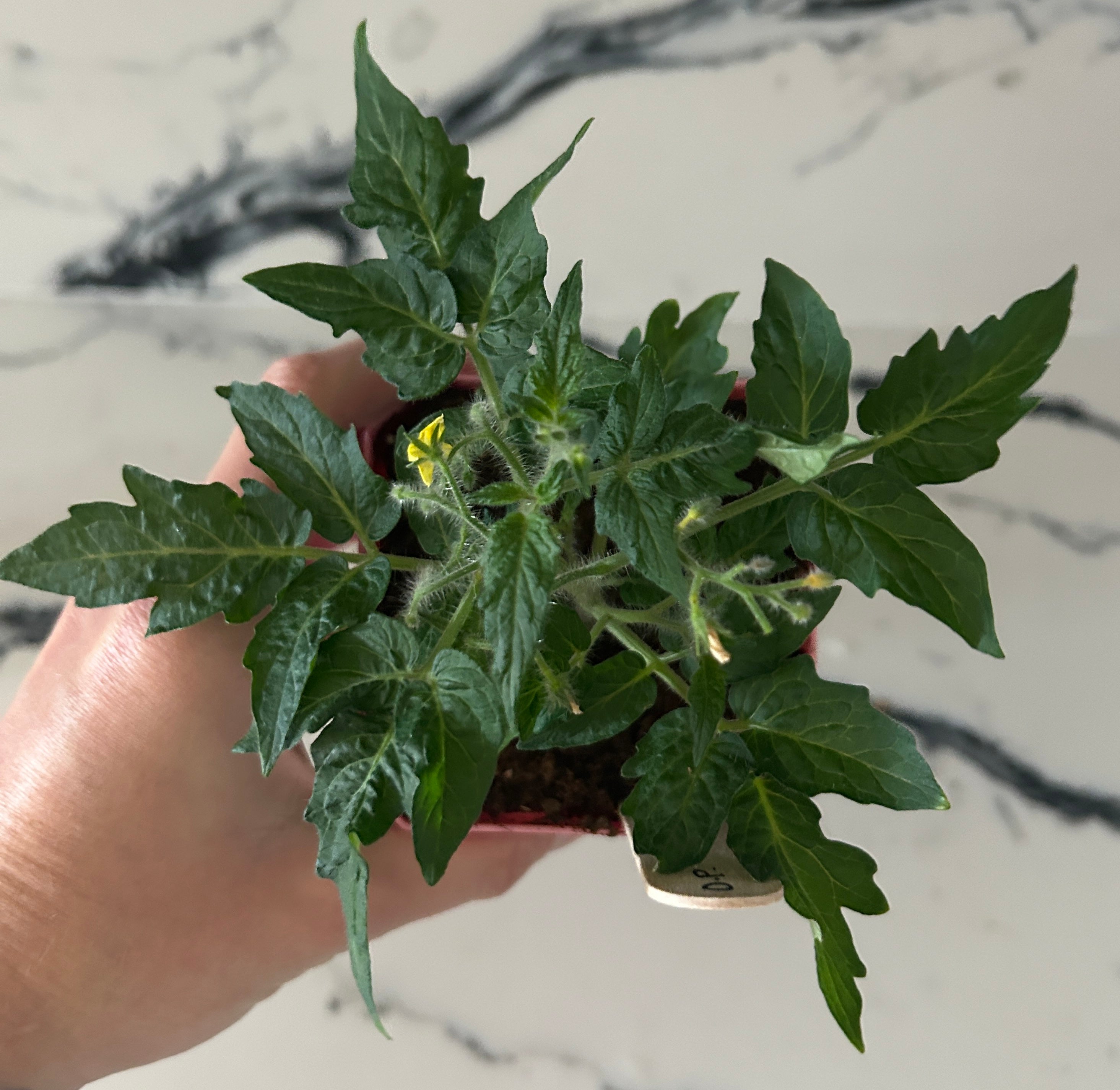 Micro Dwarf Tomato Garden Start Plant (large pot)