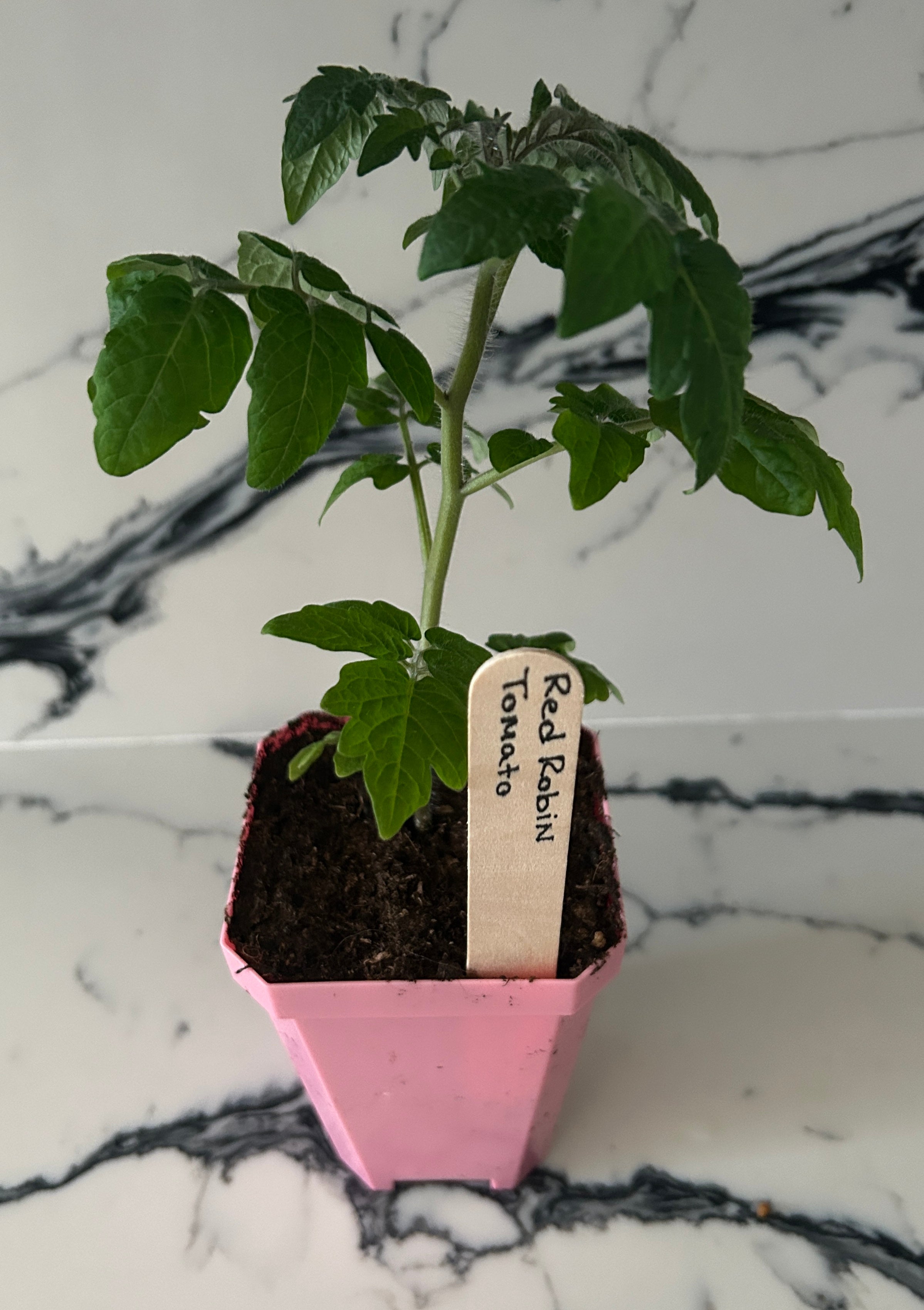 Red robin Micro Dwarf Tomato Plant (large pot)
