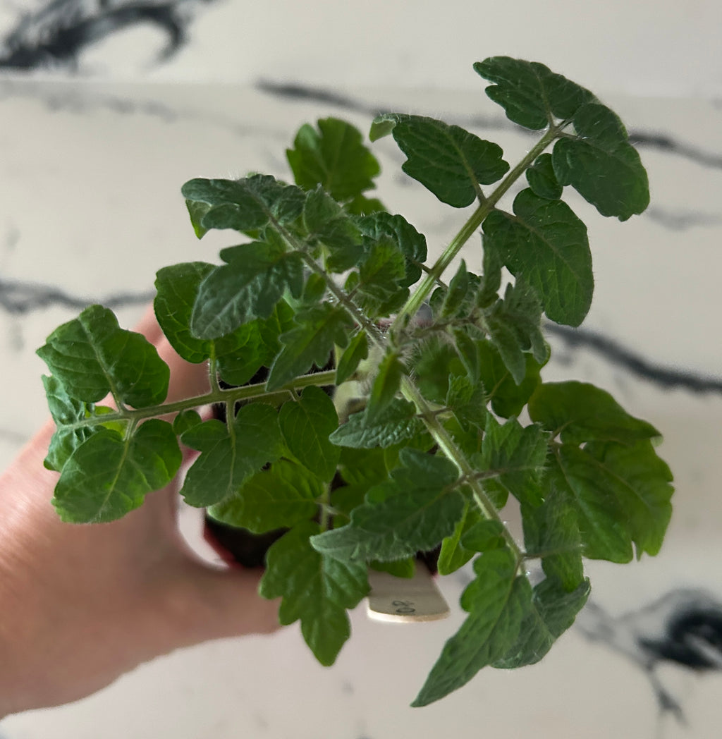 Red robin Micro Dwarf Tomato Plant (large pot)