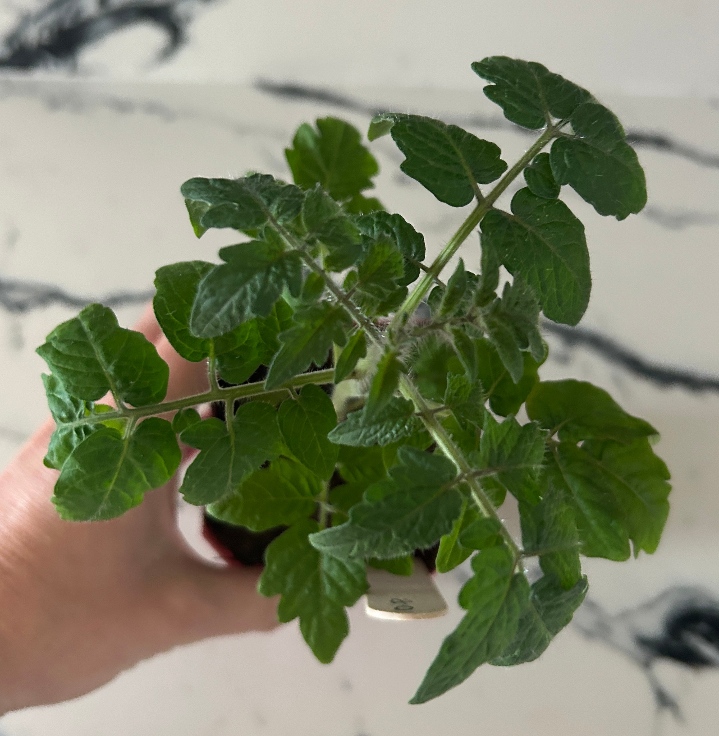 Red robin Micro Dwarf Tomato Plant (large pot)