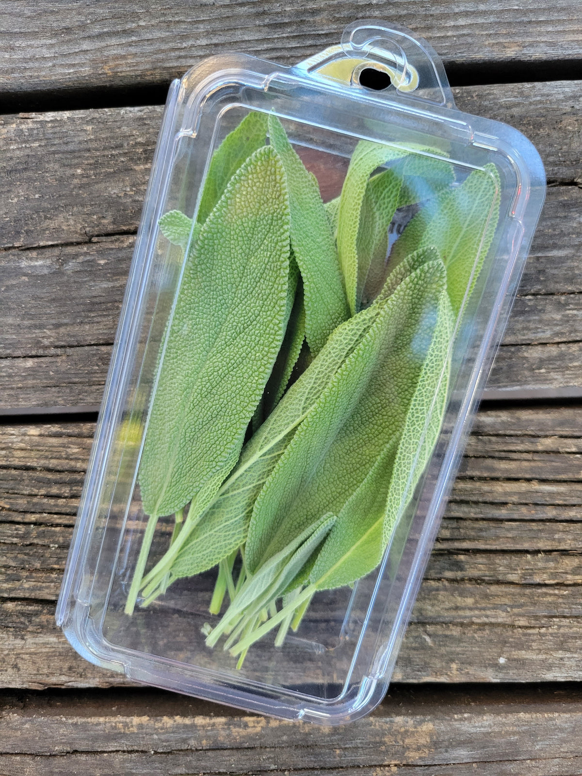 Sage (fresh)