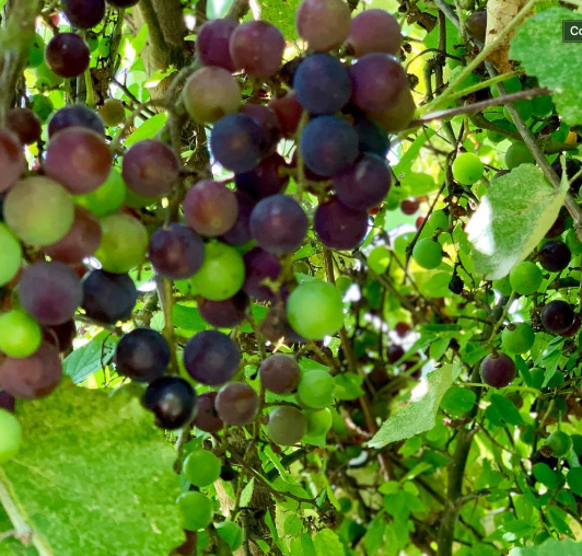 Champanel Grape Jelly (8oz)