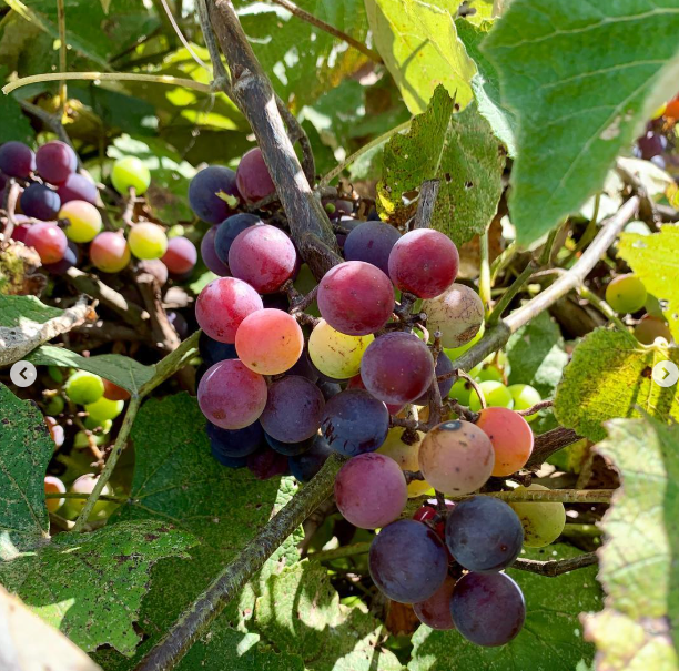 Champanel Grape Jelly (8oz)