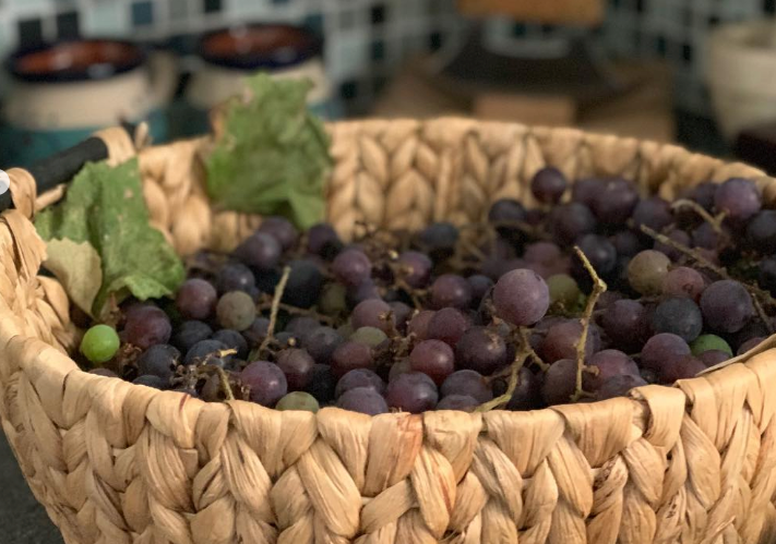 Champanel Grape Jelly (8oz)