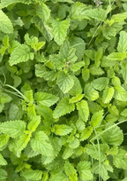 Lemon Balm (2oz clamshell)