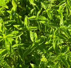 Genovese Basil (2oz clamshell)