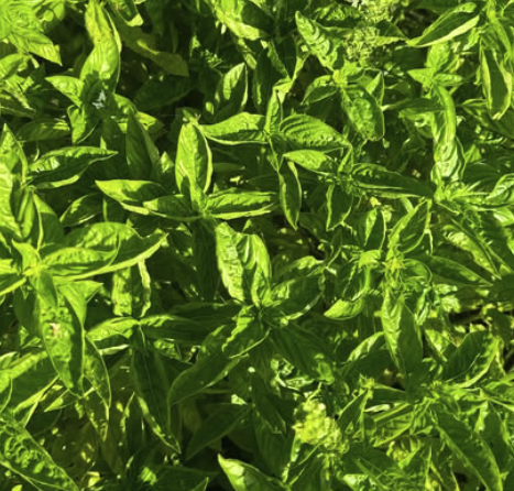 Genovese Basil (2oz clamshell)