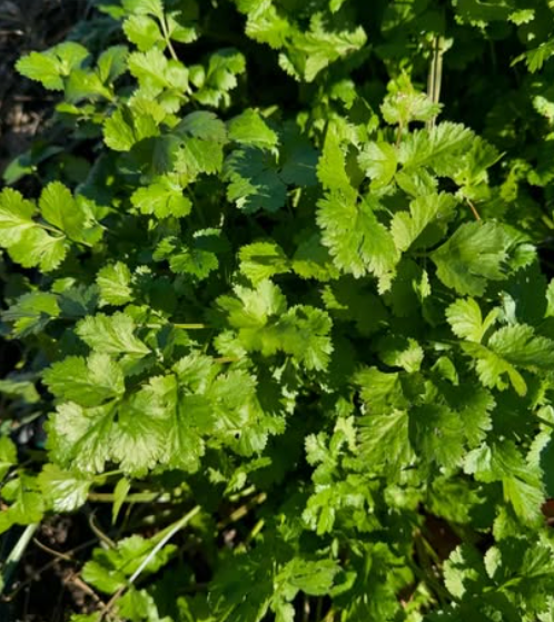 Cilantro (2oz clamshell)