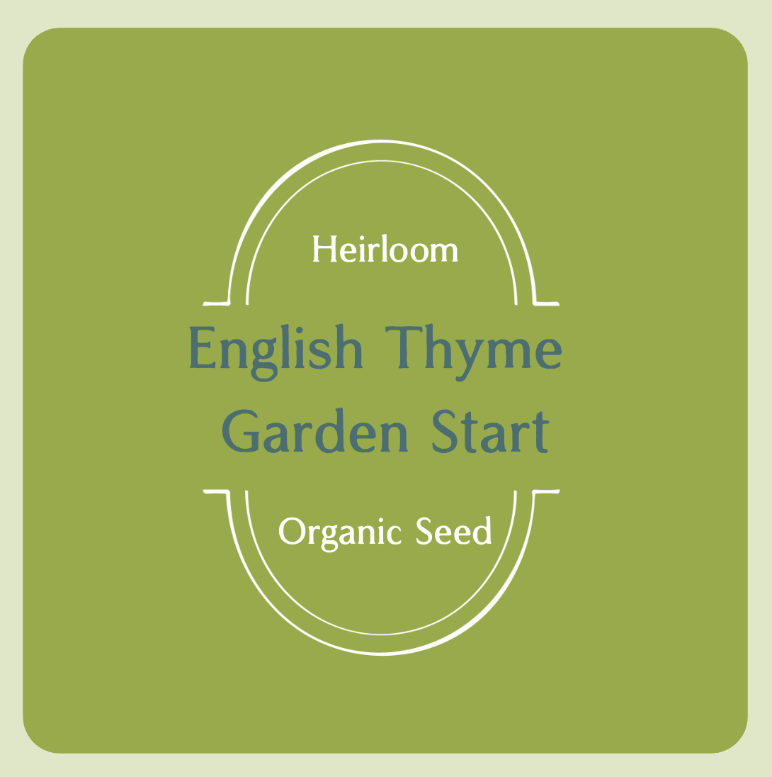 English Thyme Garden Start Plant (small pot)