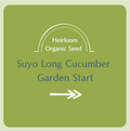 Suyo Long Cucumber Garden Start Plant (large pot)