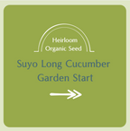 Suyo Long Cucumber Garden Start Plant (large pot)