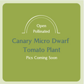 Canary Micro Dwarf Tomato Plant (large pot)