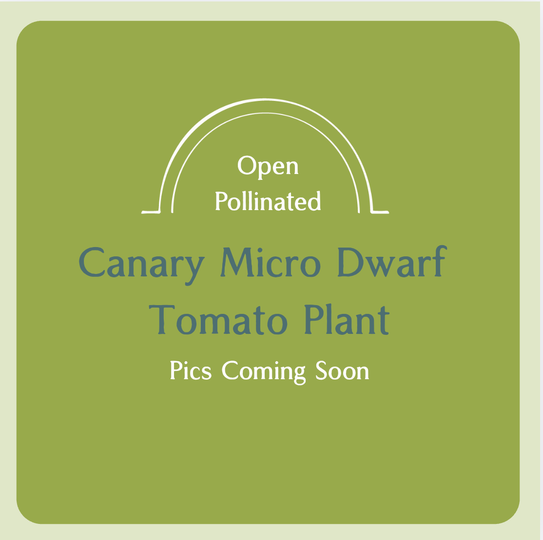 Canary Micro Dwarf Tomato Plant (large pot)