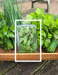 Fresh Oregano