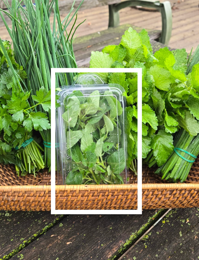 Fresh Oregano