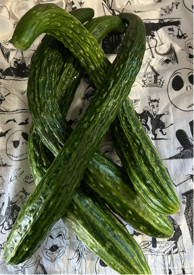 Suyo Long Cucumber Garden Start Plant (large pot)