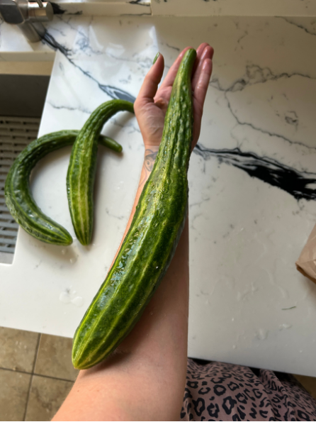 Suyo Long Cucumber Garden Start Plant (large pot)