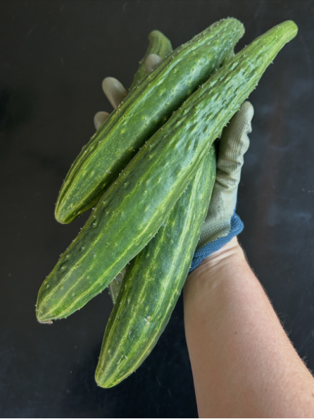 Suyo Long Cucumber Garden Start Plant (large pot)