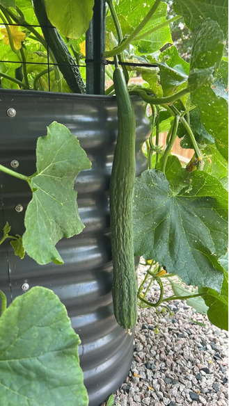 Suyo Long Cucumber Garden Start Plant (large pot)