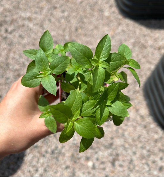 Tulsi Basil Garden Start Plant (small pot)