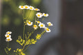 Feverfew Garden Plant (small pot)