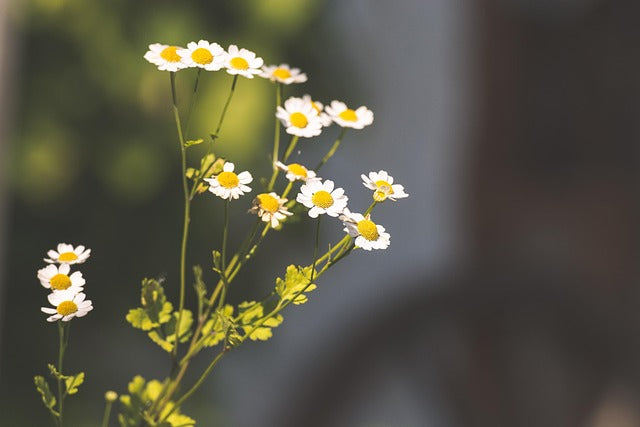 Feverfew Garden Plant (small pot)