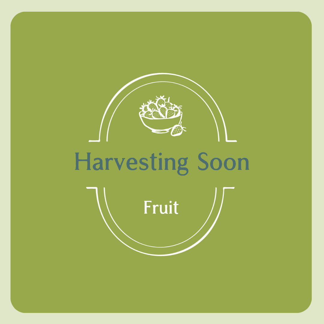 Fruit - Harvesting Soon