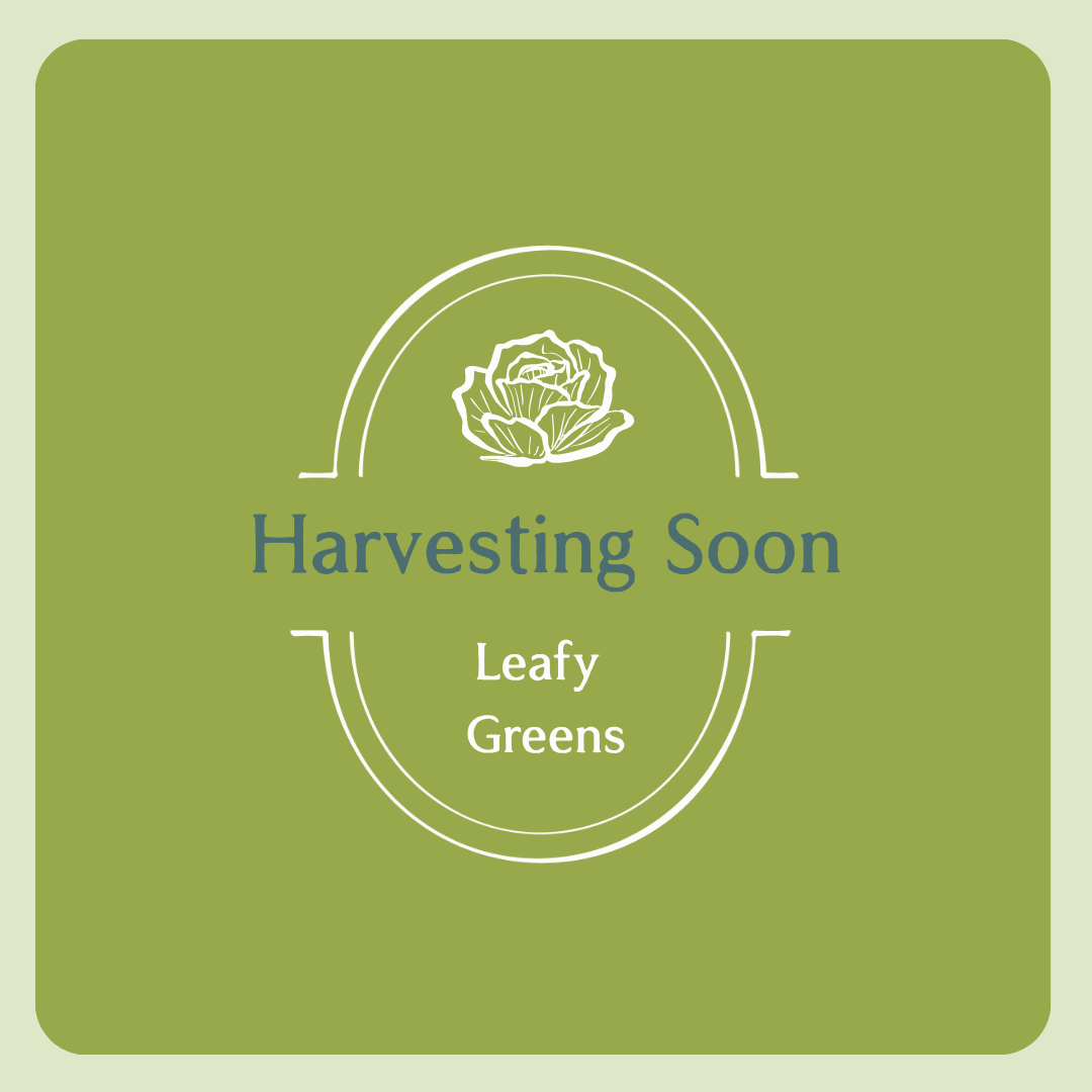Leafy Greens - Harvesting Soon