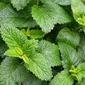 Lemon Balm Garden Plant (small pot)